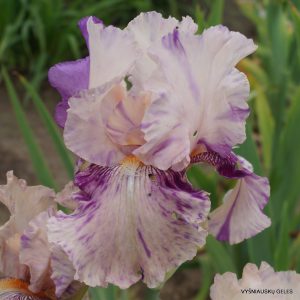 Vilkdalgiai 'Brindled Beauty'