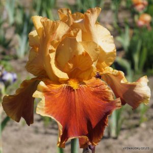 Vilkdalgiai 'Exclusivity'