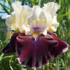 Vilkdalgiai 'Finalist'