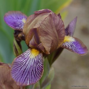 Vilkdalgiai 'Persona'