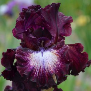 Vilkdalgiai 'Psychic Reader'