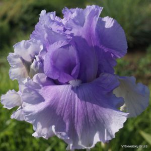 Vilkdalgiai 'Queen Of The Mist'