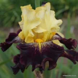 Vilkdalgiai 'Reckless Abandon'