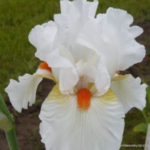 Vilkdalgiai 'White Hot'