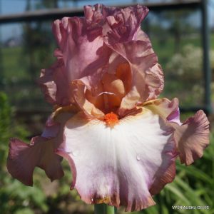 Vilkdalgis 'Anticipation Rose'