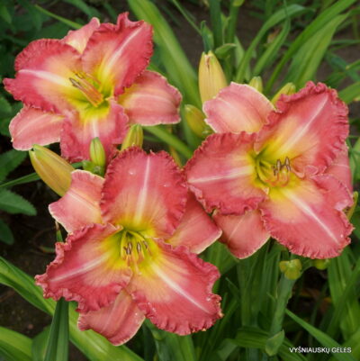 daylily 'Bored Housewife' (2)