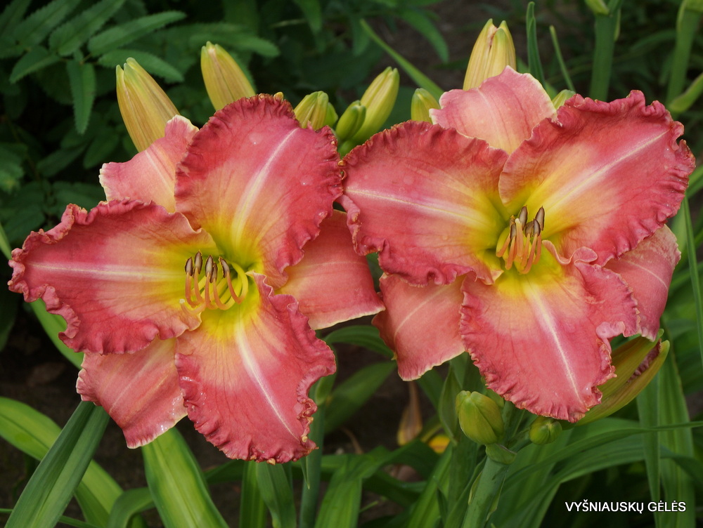 daylily 'Bored Housewife' (3)