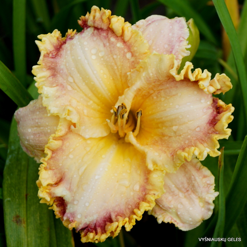 daylily 'Competitive Edge' (2)