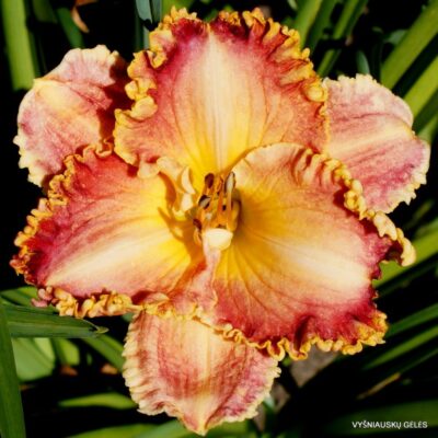 daylily 'Competitive Edge' (3)