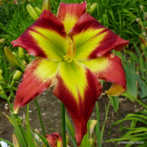 daylily 'Crimson And Clover'