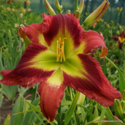 daylily 'Crimson And Clover' (2)
