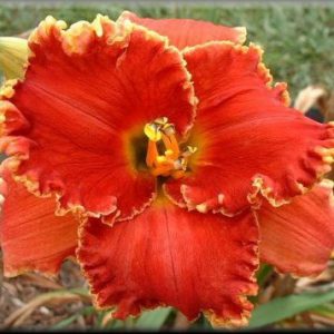 daylily-Dragon-Slayer