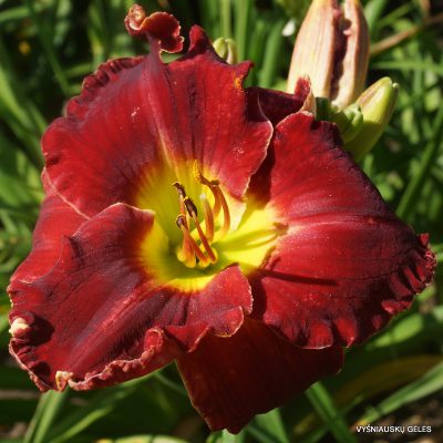 daylily-Glory-in-Red-1