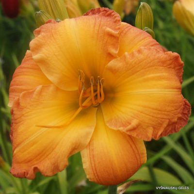 daylily-Going-Home-to-Georgia-1