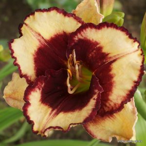daylily-Greywoods-Lips-a-Quiver