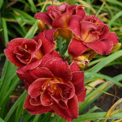 daylily 'Layers of Love'