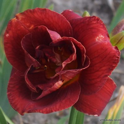 daylily-Layers-of-Love-2