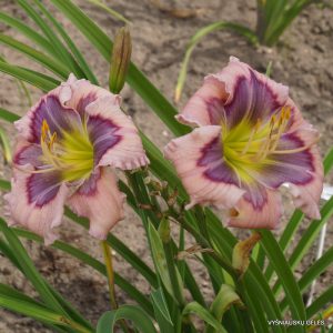 daylily-Little-Surfer-Girl-1