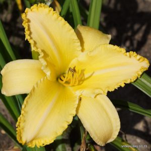 daylily-My-Chihuahua-Bites