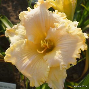 daylily-My-Utmost-for-His-Highest 1