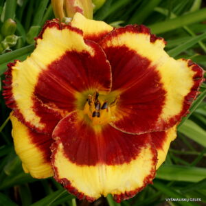 daylily 'Paco Bell'