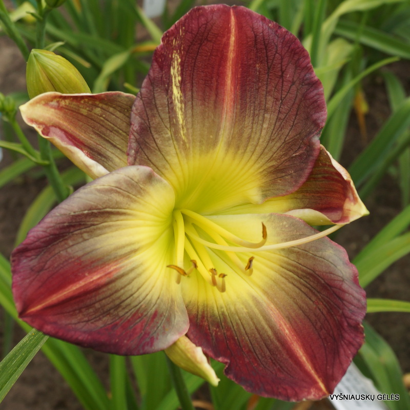 daylily-Pigment-of-Imagination-2