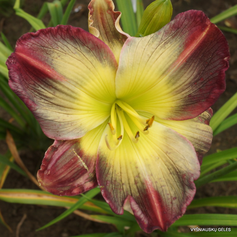 daylily-Pigment-of-Imagination