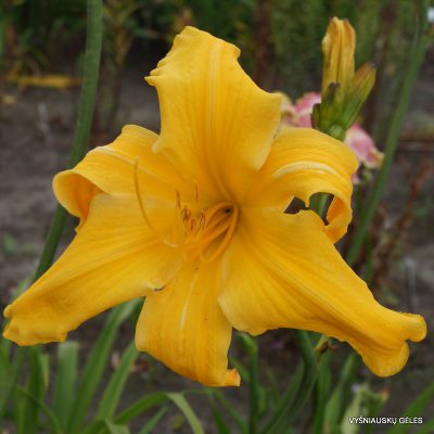 daylily-Reach-For-The-Heavens-1