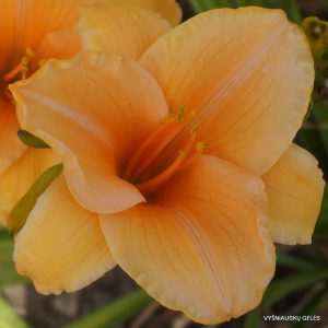 daylily 'Ruffled Apricot'