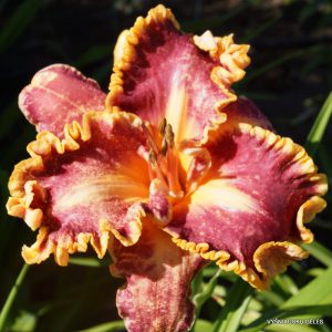 daylily-Sunset-Ruffles