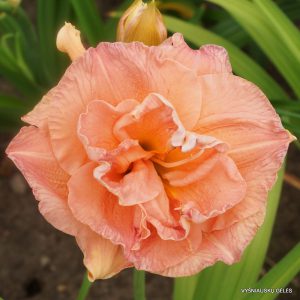 daylily-Tall-and-Fancy-1