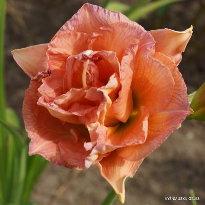 daylily-Tall-and-Fancy-2