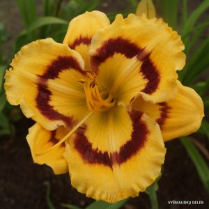 daylily-Terry-Lyninger