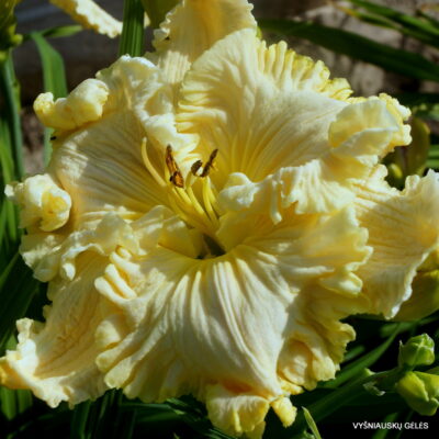 daylily 'Up Front Street'