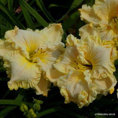 daylily 'Up Front Street' (2)