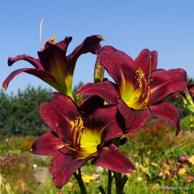 daylily-Venous-Blood-1