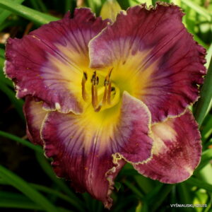 daylily 'What a Relief'
