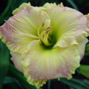 daylily-‘Bionicle'