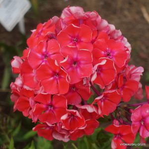 flioksai ‘Feuerball‘