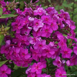 flioksai ‘Galchonok‘