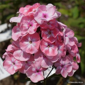 flioksai ‘Livadiya‘