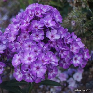 flioksai ‘Pixie Miracle Grace’