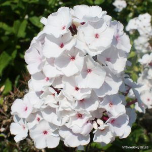 flioksai ‘Popeye‘