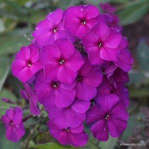 flioksai ‘Purpurmantel‘