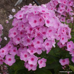 flioksai ‘Slavyanka‘