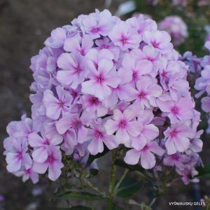 flioksai ‘Spielerei‘