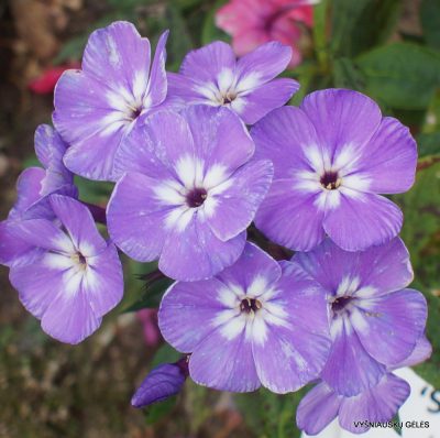 flioksai ‘Svetlyachok‘ (2)