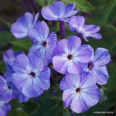 flioksai ‘Svetlyachok‘