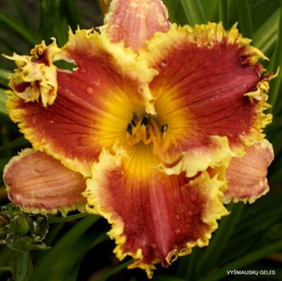 viendienė Body Snatchers