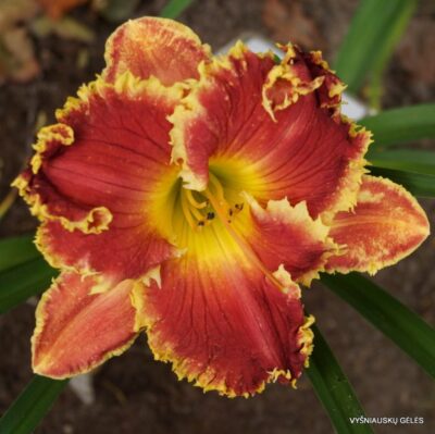 viendienė Body Snatchers (2)